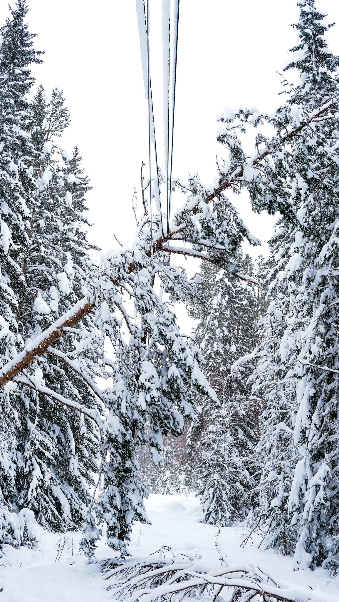 Träd som ligger över elledning i en snöig skog i BTEAs elnätsområde. Anmäl till kundservice om du ser träd luta mot våra elledningar.