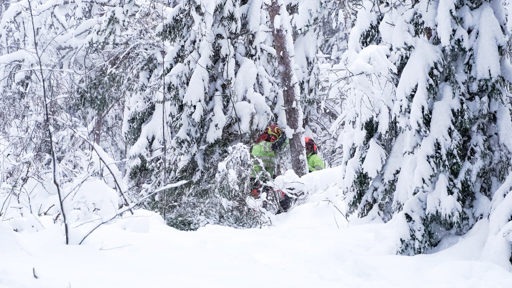 BTEA fäller träd nära elledningar i en snöig skog. Läs mer hos BTEA om du ska utföra arbete nära ledning.