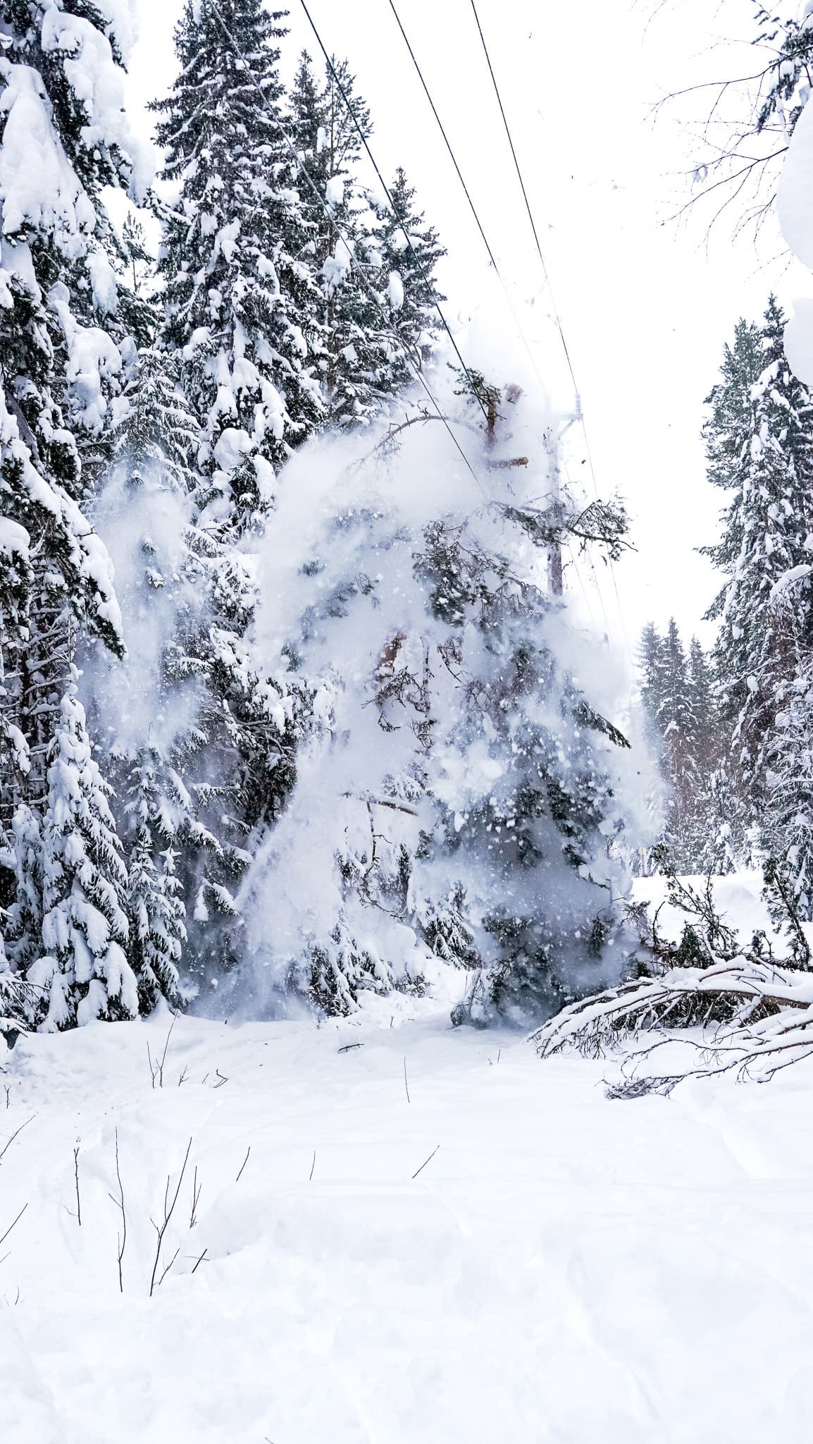 Träd har fallit över en elledning. Gör en felanmälan till BTEA – vi fäller träd för att förhindra strömavbrott.